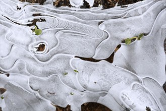 Winter flood 2024 on the rivers Elbe and Mulde with flooding of the meadows, close-up of ice