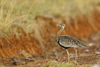 Black-bellied bustard, (Eupodotis melanogaster), Ithala Game Reserve, Louwsburg, KwaZulu-Natal,