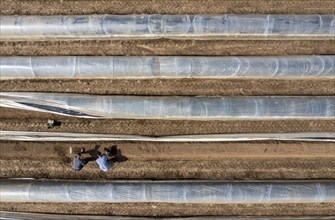 Asparagus harvest in the Rhineland, asparagus pickers at work in an asparagus field covered with