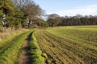 Winter landscape footpath track running down side of field with shoots of arable crop, Ramsholt,