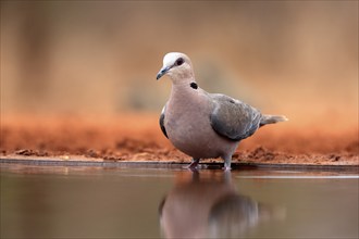 Red-eyed dove (Streptopelia semitorquata), Red-eyed Dove adult, at the water, Kruger National Park,