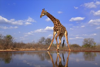 Southern giraffe (Giraffa camelopardalis giraffa), adult, at the water, Kruger National Park,