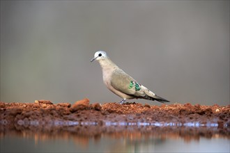 Emerald-spotted wood dove (Turtur chalcospilos), adult, at the water, Kruger National Park, Kruger