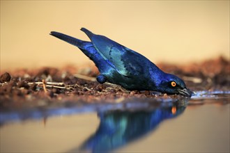 Red-shouldered Glossy Starling (Lamprotornis nitens), adult, at the water, drinking, Kruger