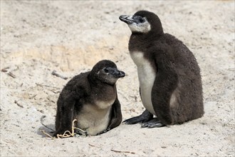 African penguin (Spheniscus demersus), two juveniles, Boulders Beach, Simonstown, Western Cape,