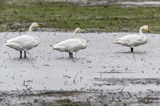 Whooper swans (Cygnus cygnus), Emsland, Lower Saxony, Germany, Europe