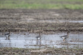 Bean Geese (Anser fabalis), Emsland, Lower Saxony, Germany, Europe