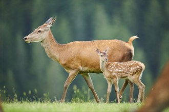 Red deer (Cervus elaphus) mother with her fawn standing on a meadow in the mountains in tirol,