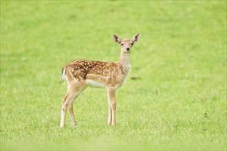 European fallow deer (Dama dama) fawn standing on a meadow, tirol, Kitzbühel, Wildpark Aurach,