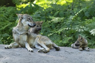 Wolf mother sitting with her pups on a path in the forest and resting, European grey gray wolf