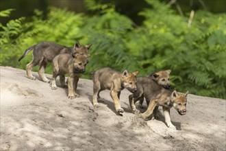 Wolf pups running curiously in a row along a sandy path, European grey gray wolf (Canis lupus)