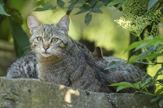 An adult tabby cat sits in the forest, surrounded by green leaves in the summer light, wildcat