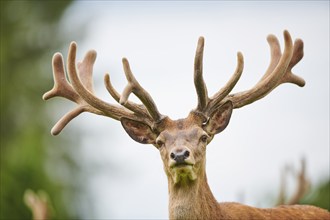 Red deer (Cervus elaphus) stag, portrait, Kitzbühel, Wildpark Aurach, Austria, Europe