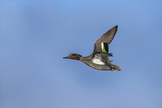 Eurasian Teal, Anas crecca, male in flight on blue sky