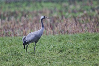 European crane (Grus grus), Lower Saxony, Germany, Europe