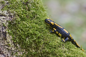 Fire salamander (Salamandra salamandra), Lower Saxony, Germany, Europe