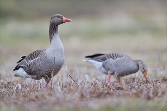 Greylag goose (Anser anser), Lower Saxony, Germany, Europe