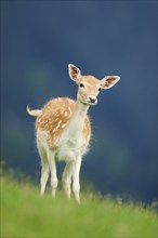 European fallow deer (Dama dama) doe standing on a meadow, Kitzbühel, Wildpark Aurach, Austria,