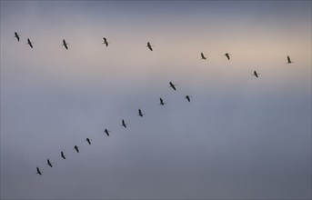 Cranes in the sky over Linum, Brandenburg, Germany, Europe