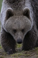 European brown bear, Karelia, Finland, Europe