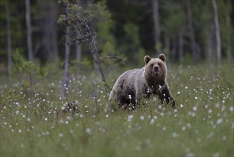 European brown bear, Karelia, Finland, Europe