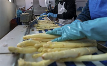 Asparagus farm, white asparagus is washed, cut and sorted by quality after harvesting, near