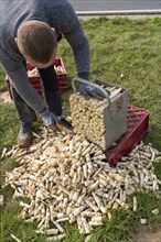 Asparagus harvest in the Rhineland, asparagus harvester at work in an asparagus field covered with