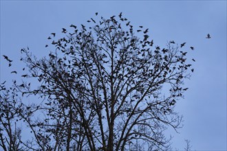 Flock of starlings flying from treetops at dusk, Switzerland, Europe