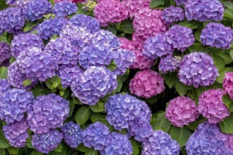 Hydrangea bush, Münsterland, North Rhine-Westphalia, Germany, Europe