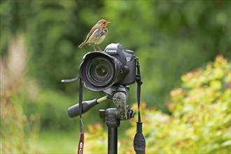 European robin (Erithacus rubecula) sitting on camera, Burgstemmen, Lower Saxony, Germany, Europe