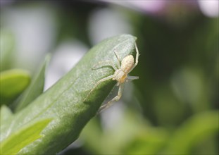 Spider (Araneae), North Rhine-Westphalia, Germany, Europe