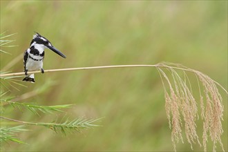 Pied kingfisher (Ceryle rudis), male, perched on a reed stem, overlooking the Olifants River, on