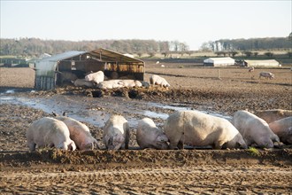 Free Range pig farming, Tunstall, Suffolk, England, UK