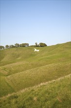 White horse in chalk scarp slope Cherhill, Wiltshire, England, UK dating from 1780