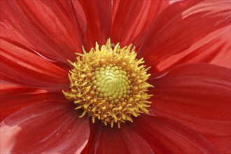 Dahlia 'Feuerrad' (Dahlia Hybride), detail of flower, ornamental plant, North Rhine-Westphalia,