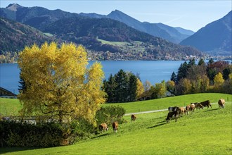 Cows on a pasture at the Tegernsee, lake and behind village and mountains, Mangfall mountains,