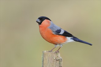 Eurasian bullfinch (Pyrrhula pyrrhula), male, sitting on an old picket fence, animals, birds,