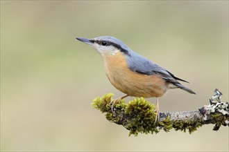 Eurasian nuthatch (Sitta europaea) sitting on a branch covered with moss, Animals, Birds,