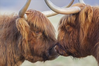 Highland cattle or cow (Bos taurus) two adult farm animals greeting each other, Suffolk, England,