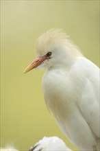 Cattle egret (Bubulcus ibis), portrait, Camargue, France, Europe