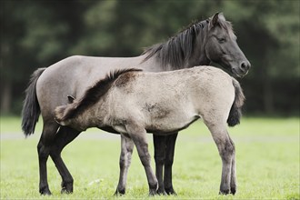 Dülmener Wildpferd, mare with foal, Merfelder Bruch, Dülmen, North Rhine-Westphalia, Germany,