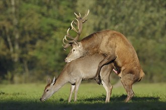 Red deer (Cervus elaphus), pair copulating, North Rhine-Westphalia, Germany, Europe