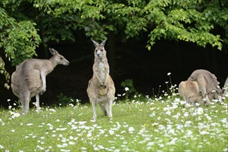 Close-up of western grey kangaroo (Macropus fuliginosus) in a flowermeadow in spring