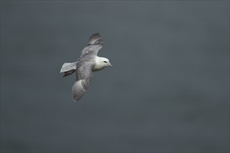 Northern fulmar (Fulmarus glacialis) adult bird in flight, Yorkshire, England, United Kingdom,