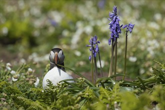 Atlantic puffin (Fratercula arctica) adult bird standing by flowering Bluebells (Hyacinthoides