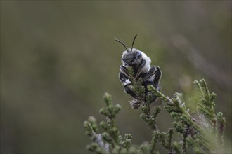 A willow sand bee in the Hohe Ward nature reserve in Münster, 08/04/2024