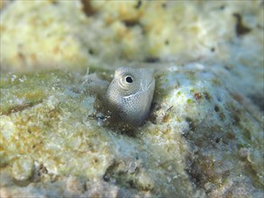 A tiny blue-bellied combfish (Alloblennius pictus), bonefish, looks out of its hiding place. Dive