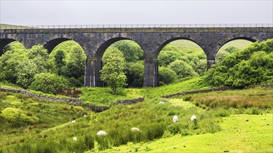 Viaduct and Sheeps on Farms in Yorkshire Dales National Park, North Yorkshire, England, United