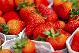 Freshly harvested strawberries, packed in boxes and crates for the consumer, strawberry cultivation