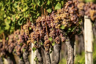 Wine growing, in the Adige Valley, near the village of Tramin on the Wine Road, South Tyrol, large